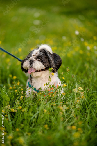 Canvastavla Small black and white Shih Tzu dog sitting in green grass with yellow flowers st