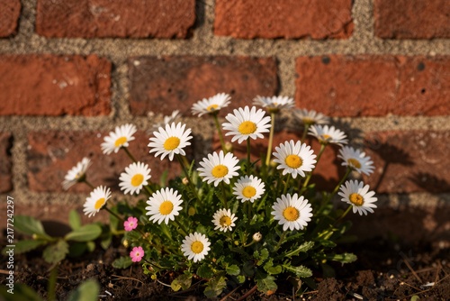 Wild Daisies Blooming Against Red Brick Wall