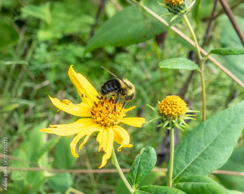Bumble bee covered in pollen visiting a yellow flower