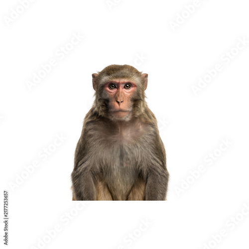 Bild auf Leinwand Rhesus macaque monkey portrait isolated on transparent background
