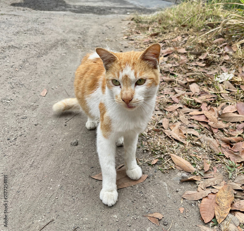 Canvastavla Orange and White Cat Standing on a Residential Street
