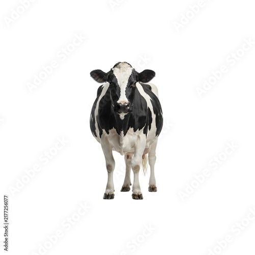 Plakat Dairy cow standing against transparent background
