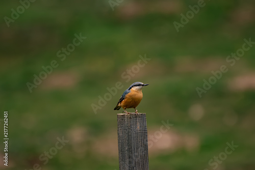Fotografie Eurasian nuthatch sitting on a wooden pole