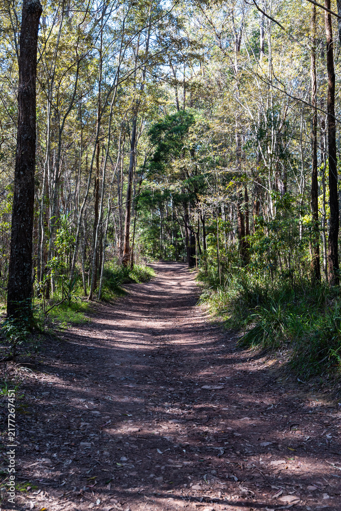 Obraz premium View of trail on the forest walk with a lot of trees.