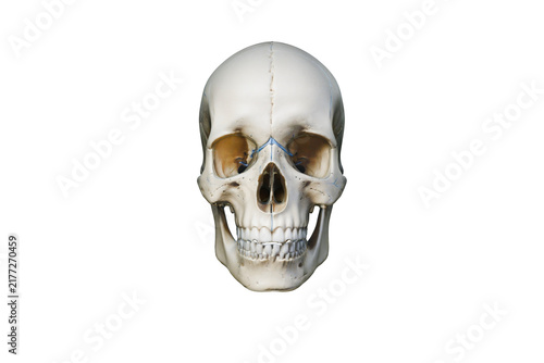 Fotografía Realistic human skull photo, front view anatomy model, isolated on white backgro