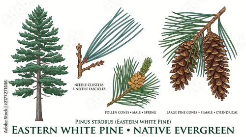 Bild auf Leinwand Very beautiful realistic vector set of Eastern White Pine (Pinus strobus) featur