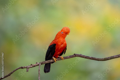 Male Andean cock-of-the-rock (Rupicola peruvianus) perched on a branch in the Ecuadorian cloud forest. Iconic orange plumage and crest framed by natural rainforest vegetation.