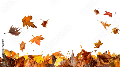 Autumn colorful leaves falling isolated on transparent background png
