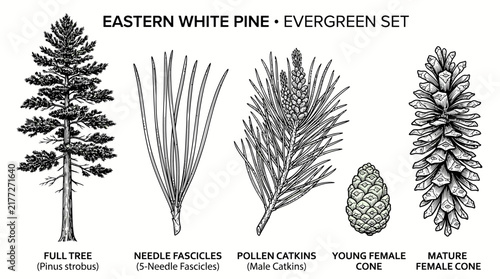 Canvas Print Very beautiful black and white realistic vector set of Eastern White Pine (Pinus