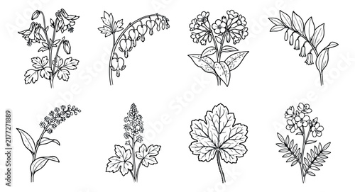 Vintage botanical line art collection, 8 floral vector illustrations, hand drawn garden flowers and leaves, black and white sketch set