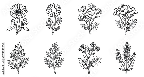 Vintage botanical herb illustrations, 8 hand-drawn floral vector icons, black and white medicinal plant sketches for packaging