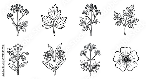 Vintage botanical line art collection, 8 hand drawn floral vector icons. Minimalist black and white herb illustrations for organic branding.