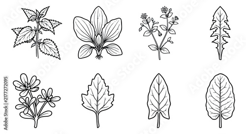 Vintage botanical line art set, 8 medicinal herb and wild plant illustrations, black and white floral vector icons for herbalism