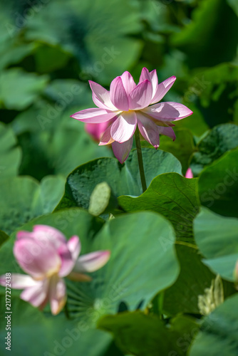 Obraz na płótnie 満開の蓮池のはすの花。夏の明るく爽やかな日の自然
