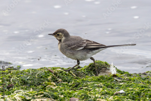 Foto Juvenile pied wagtail on the shoreline