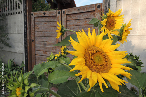 Sunflowers Blooming Near Wooden Gate at Country Yard
