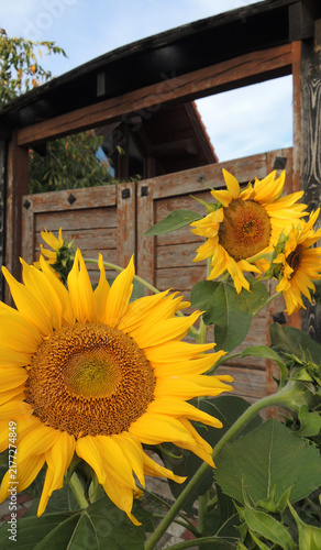 Rural Settings with Sunflowers Blooming in Front of Wooden Gate

