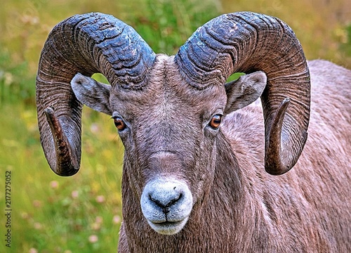Bighorn Sheep Ram Portrait.