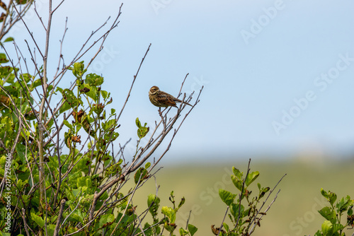 Photography Reed bunting perched at the top of a bush