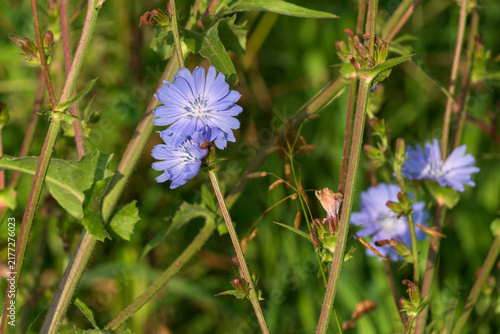 Konstfotografi Chicory flowers (Cichorium intybus), a perennial herbaceous plant belonging to t