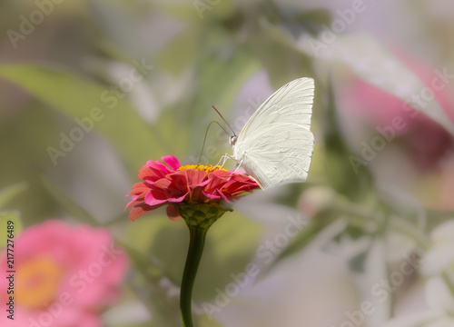white butterfly on pink flower