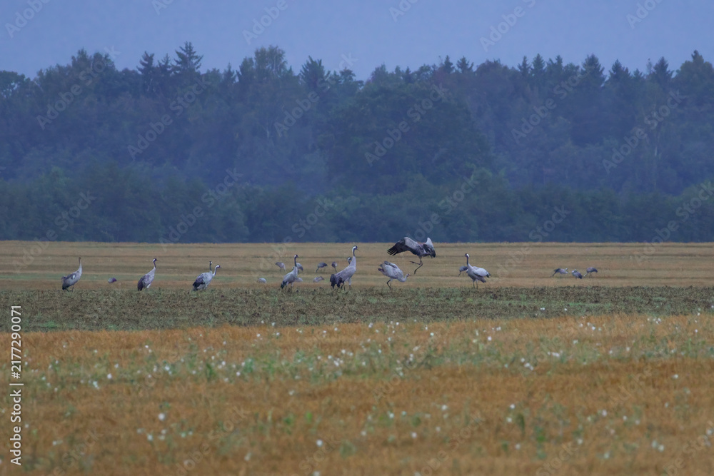 Fototapeta premium A folk of cranes walking across a harvested field during warm autumn morning light. Folk of cranes walking through a harvested field, peaceful autumn countryside, wildlife and rural nature concept