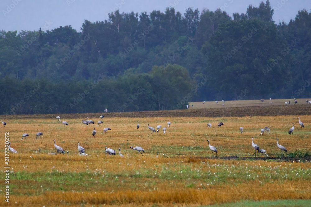 Fototapeta premium A folk of cranes walking across a harvested field during warm autumn morning light. Folk of cranes walking through a harvested field, peaceful autumn countryside, wildlife and rural nature concept