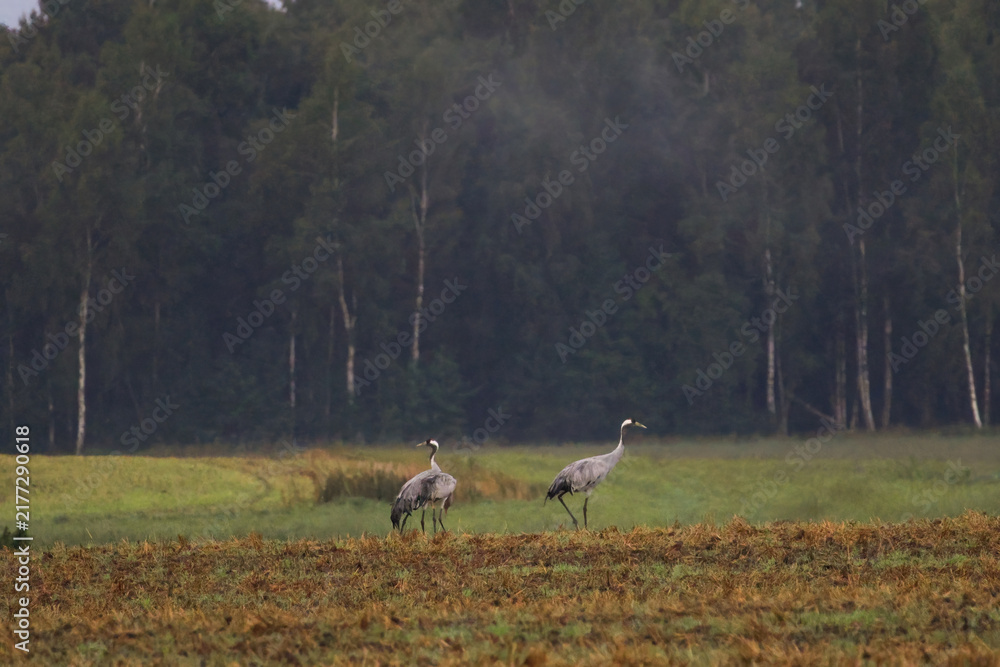 Fototapeta premium A folk of cranes walking across a harvested field during warm autumn morning light. Folk of cranes walking through a harvested field, peaceful autumn countryside, wildlife and rural nature concept