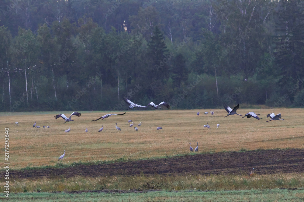 Fototapeta premium A folk of cranes walking across a harvested field during warm autumn morning light. Folk of cranes walking through a harvested field, peaceful autumn countryside, wildlife and rural nature concept