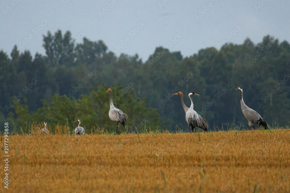 Fototapeta premium A folk of cranes walking across a harvested field during warm autumn morning light. Folk of cranes walking through a harvested field, peaceful autumn countryside, wildlife and rural nature concept