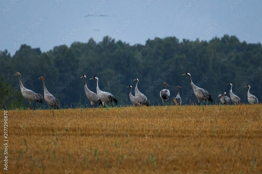 Fototapeta premium A folk of cranes walking across a harvested field during warm autumn morning light. Folk of cranes walking through a harvested field, peaceful autumn countryside, wildlife and rural nature concept