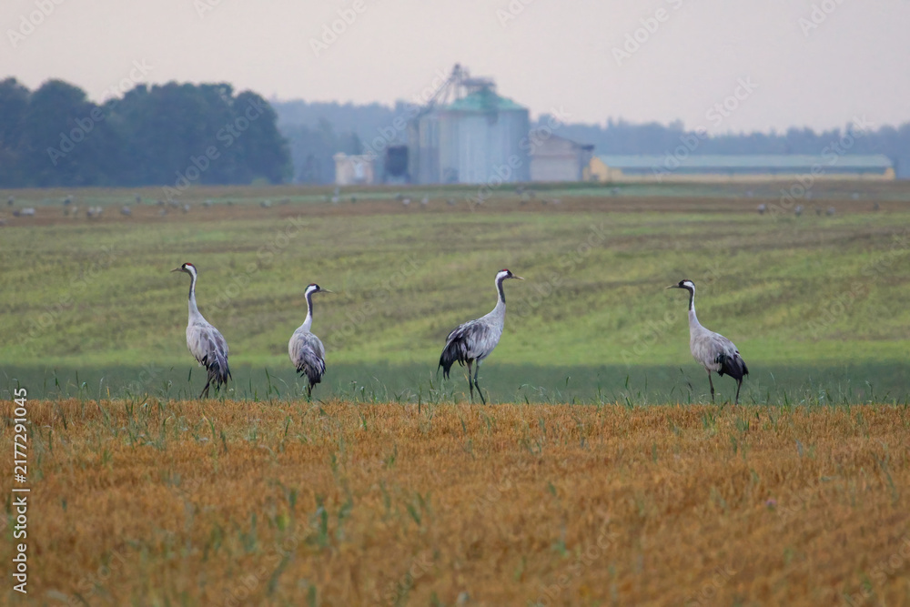 Fototapeta premium A folk of cranes walking across a harvested field during warm autumn morning light. Folk of cranes walking through a harvested field, peaceful autumn countryside, wildlife and rural nature concept