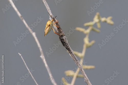 Canvas Print Stink bug clinging to a dry branch outdoors