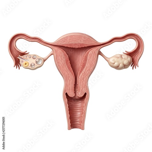 Anatomical illustration of the human female reproductive system showing the uterus, fallopian tubes, and ovaries with follicular development isolated on white background
