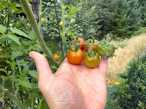 Canvastavla Close of hand holding small cherry tomatoes that have ripen on the vine during l