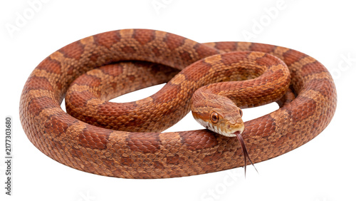 фотографія Corn snake crawling with tongue out red orange pattern skin isolated for pet sho