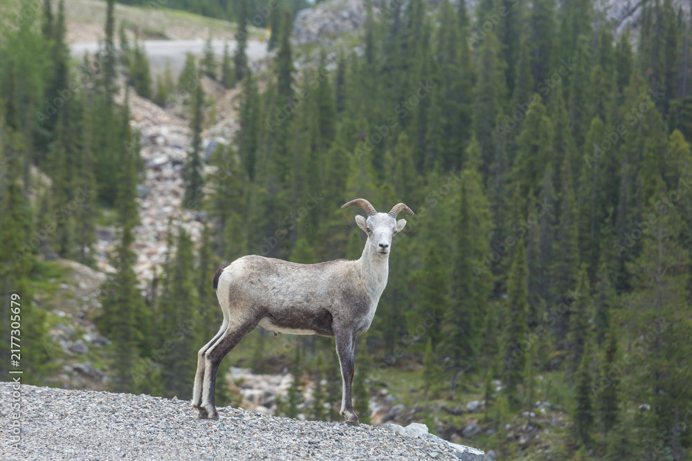 Obraz premium Mountain sheep