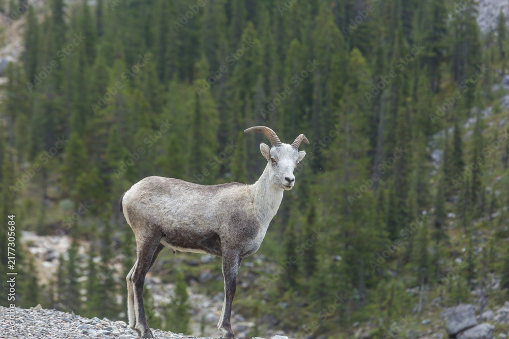 Obraz premium Mountain sheep