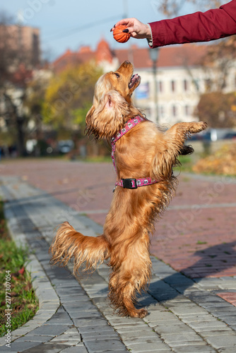 Fotografie English Cocker Spaniel standing on hind legs to catch a red ball held by owner's hand in an autumn park