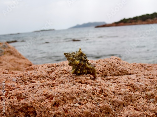 Spiky murex shell on coastal rock with misty Sardinia coastline view