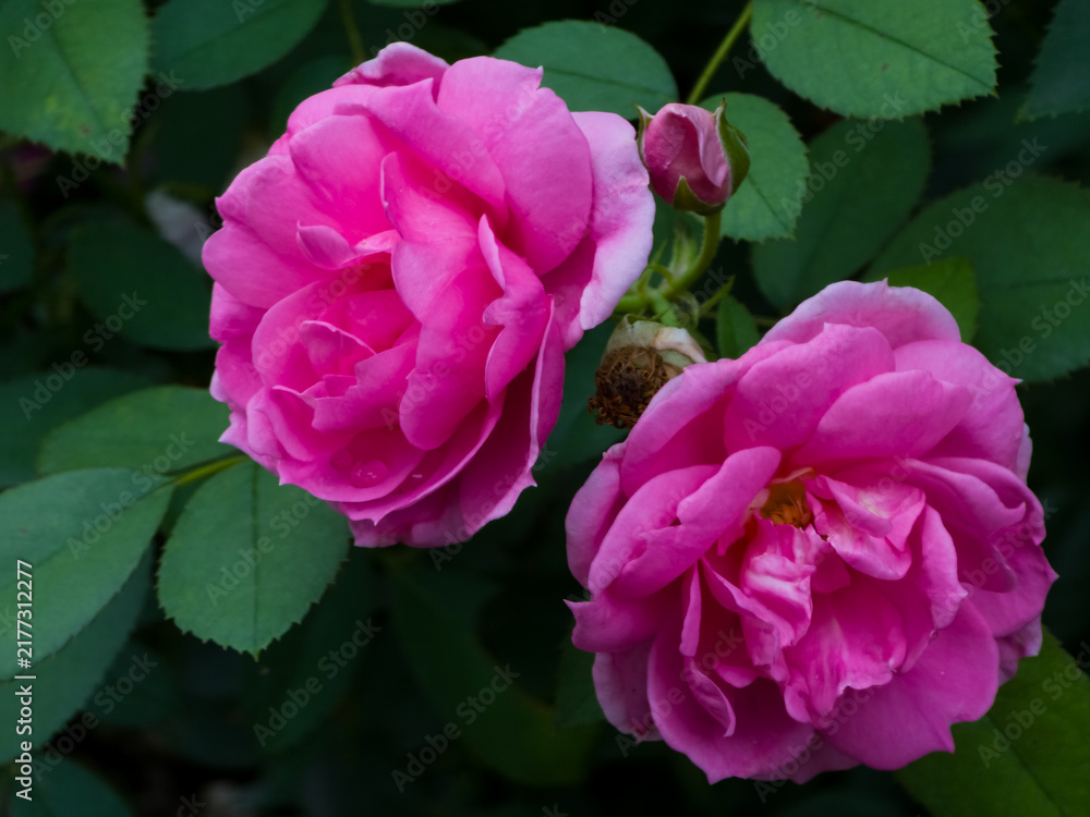 Fototapeta premium Vibrant pink rose blooms with rich color and detail.
