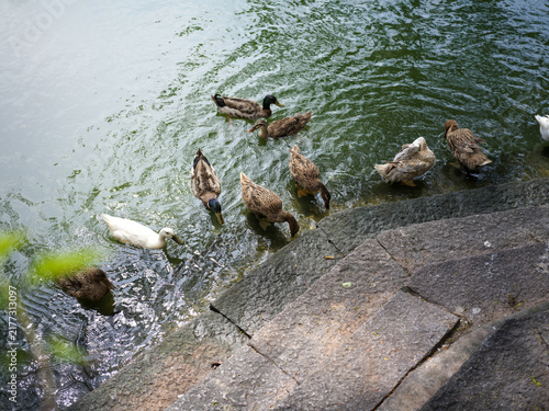 Canvastavla Flocks of ducks playing and foraging by Fuzhou West Lake Park lakeside