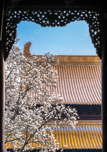 Fotografía Magnolia flowers and ancient building in Ming Xiaoling, Nanjing