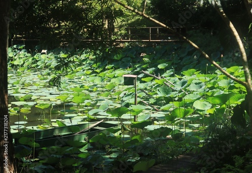 A serene, sun-dappled pond dense with vibrant green lotus plants and large lily pads features a small wooden boat moored at the edge in Trinidad.