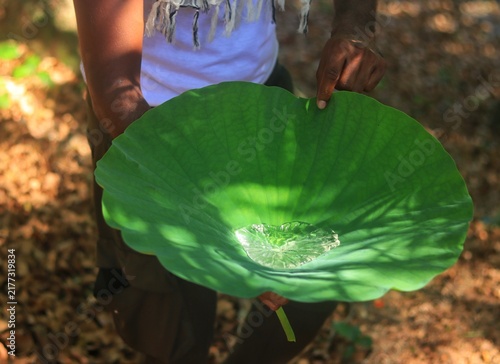 A large, vibrant green lotus leaf (Nelumbo) forms a natural bowl holding a pool of clear water, held by a person outdoors in Trinidad