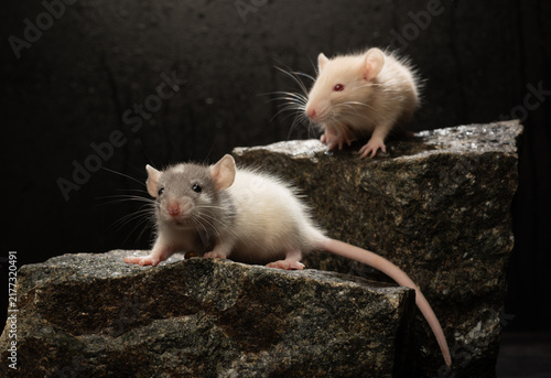portrait of two young decorative rats on stones on a dark background