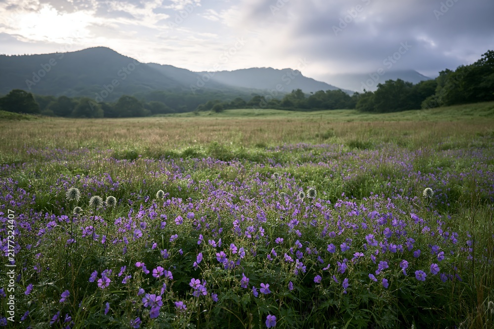 Obraz premium Expansive Hokkaido restoration meadow with dewdrops
