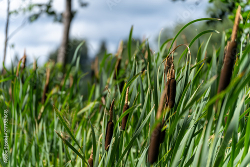Canvastavla Green cattail plants growing by the lake shore