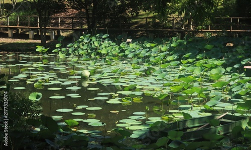 A green wooden boat floats quietly among broad, vibrant green lotus leaves and water lilies in a tranquil pond under a rustic wooden bridge in Trinidad.