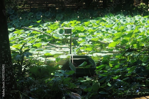 A green wooden rowboat floats quietly at the edge of a dense, sun-dappled pond overgrown with vibrant lotus leaves and budding flowers in Trinidad.